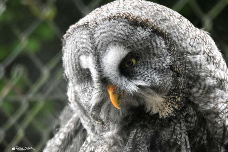 Eurasischer Bartkauz | Vogelpark Schotten | 16.07.2022