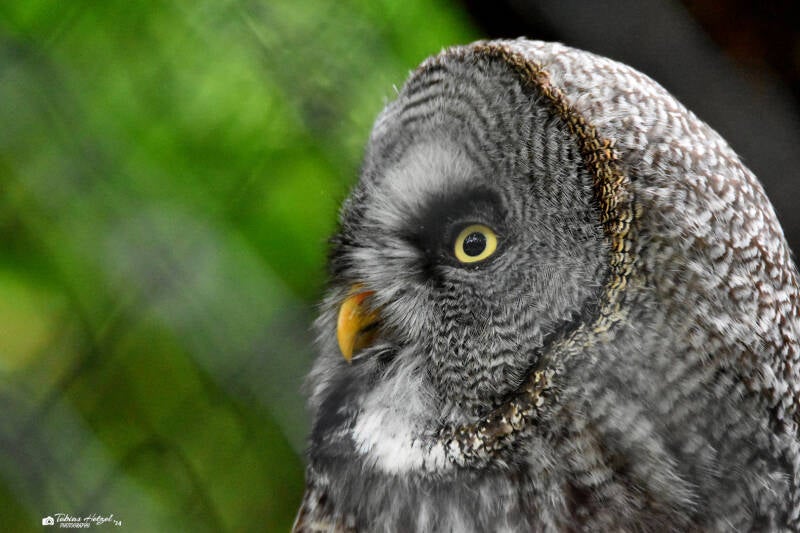 Eurasischer Bartkauz | Tierpark Gotha | 01.08.2022