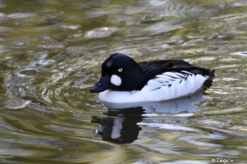 Eurasische Schellente