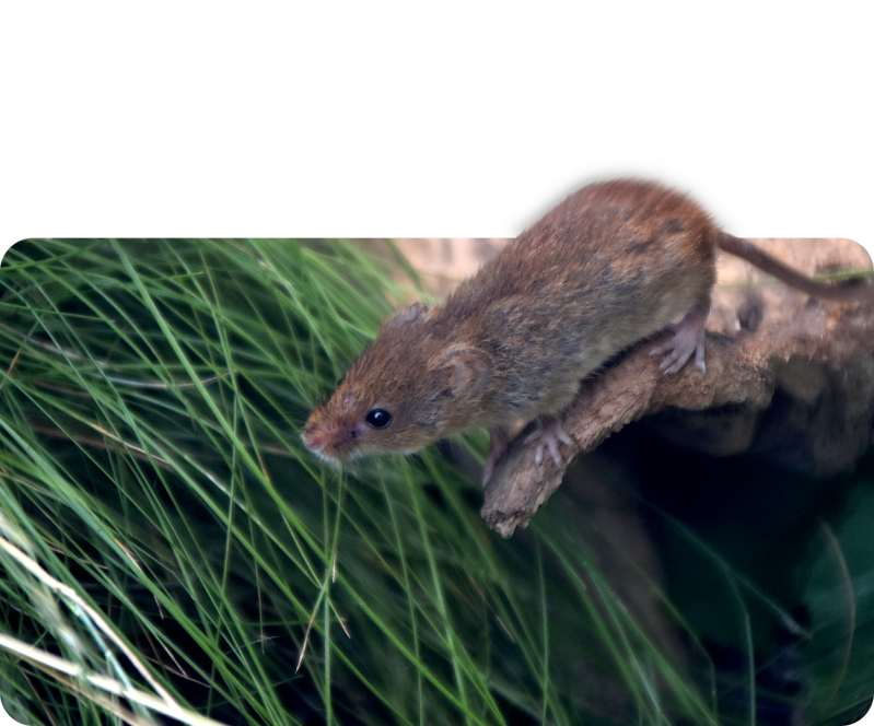 Eurasische Zwergmaus