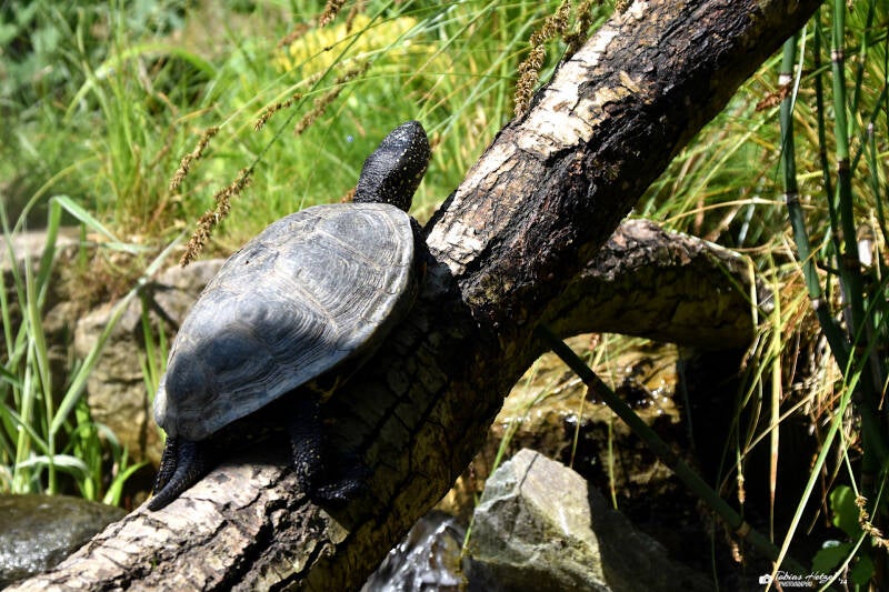 Europäische Sumpfschildkröte (kein Unterartenstatus) | Opel-Zoo Kronberg | 03.06.2023