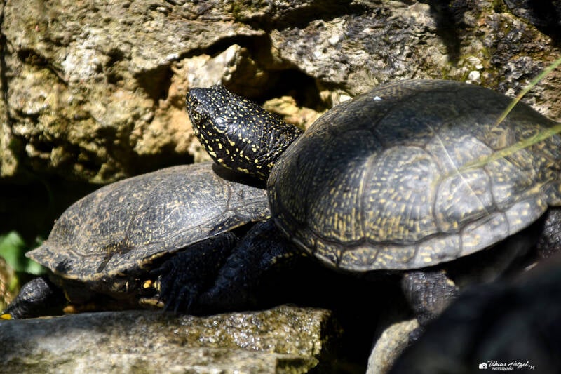Europäische Sumpfschildkröte (kein Unterartenstatus) | Opel-Zoo Kronberg | 03.06.2023