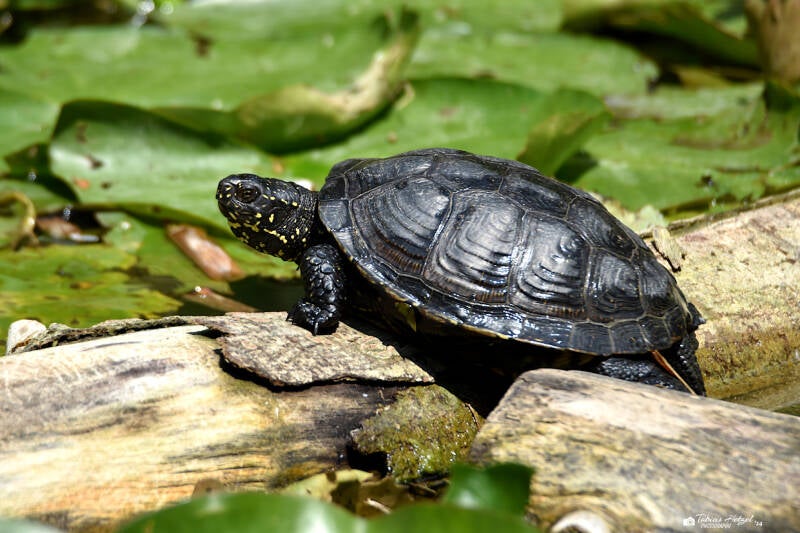 Europäische Sumpfschildkröte (kein Unterartenstatus) | Tierpark Nymphaea, Esslingen | 17.06.2023