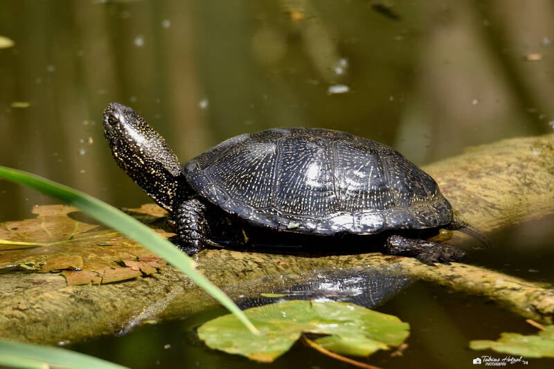 Europäische Sumpfschildkröte (kein Unterartenstatus) | Tierpark Nymphaea, Esslingen | 17.06.2023