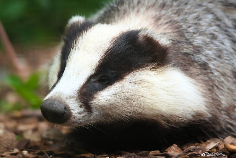 Europäischer Dachs | Wildpark Alte Fasanerie, Hanau Klein-Auheim | 18.05.2024