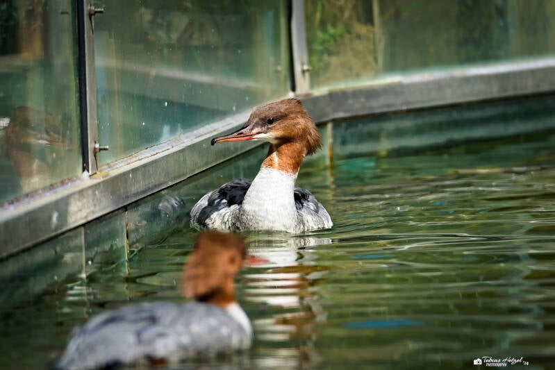 Europäischer Gänsesäger | Bayerwald-Tierpark Lohberg | 16.08.2024