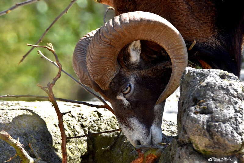 Europäischer Mufflon | Zoo Basel | 09.04.2023