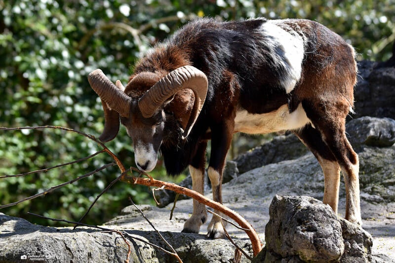 Europäischer Mufflon | Zoo Basel | 09.04.2023