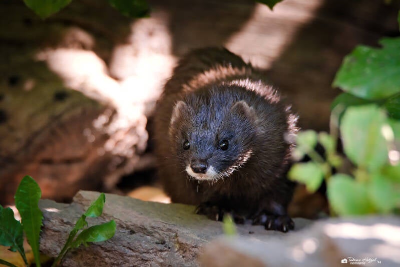 Europäischer Nerz | Tierpark Bad Liebenstein | 22.09.2024