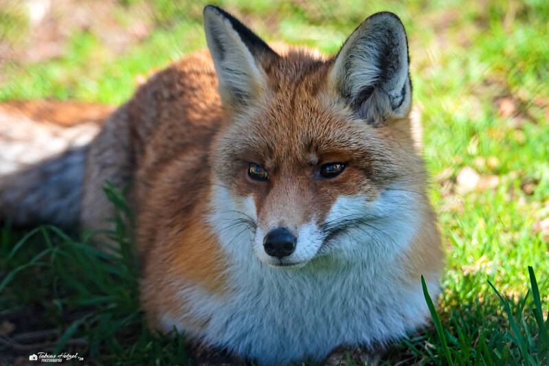 Europäischer Rotfuchs | Wildpark Alte Fasanerie, Hanau Klein-Auheim | 01.03.2026