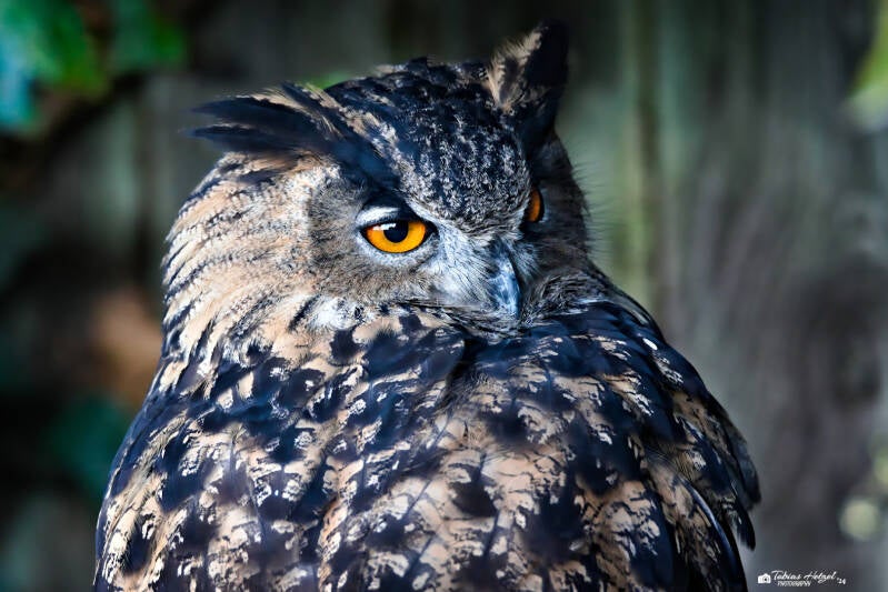 Europäischer Uhu | Wildpark Potzberg, Föckelberg | 05.10.2024