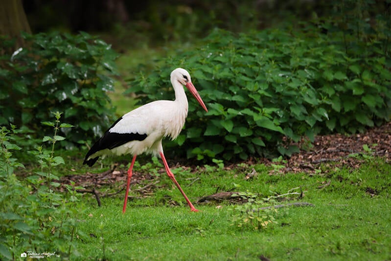 Europäischer Weißstorch | Wildpark Alte Fasanerie, Hanau Klein-Auheim | 18.05.2024