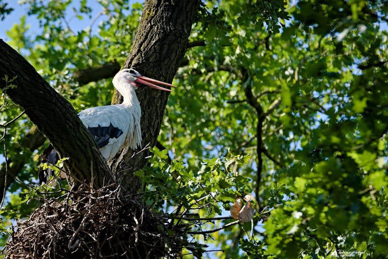 Europäischer Weißstorch | NaturZoo Rheine | 30.07.2024