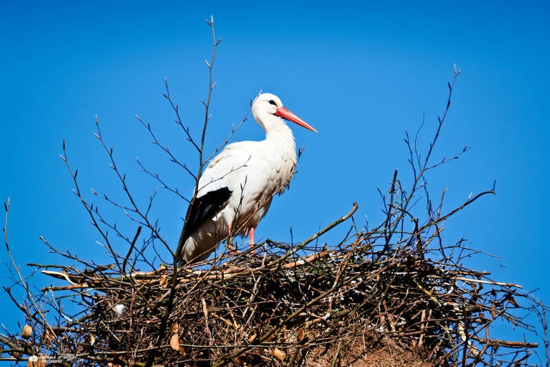 Europäischer Weißstorch | Wildpark Alte Fasanerie, Hanau Klein-Auheim | 01.03.2026