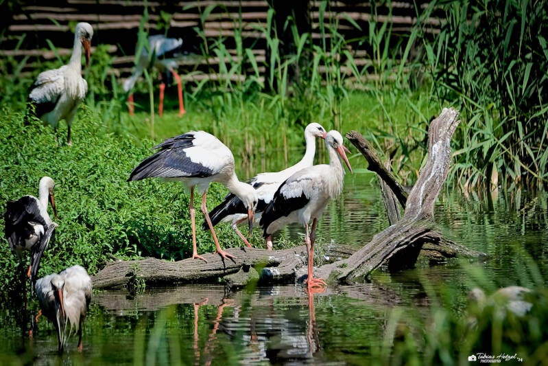Europäischer Weißstorch | NaturZoo Rheine | 30.07.2024