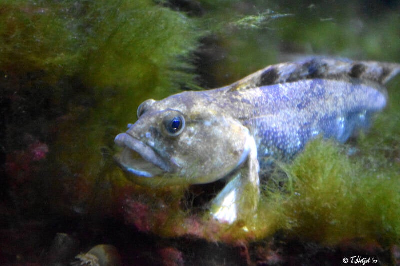 Europäische Aalmutter | Wilhelma Stuttgart | 16.06.2023