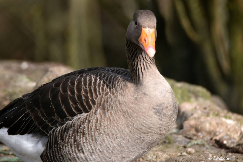 Europäische Graugans | Wildpark Potzberg, Föckelberg | 03.03.2021