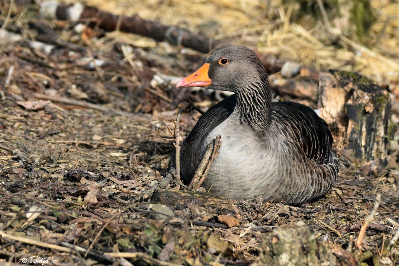 Europäische Graugans | Wildpark Potzberg, Föckelberg | 03.03.2021