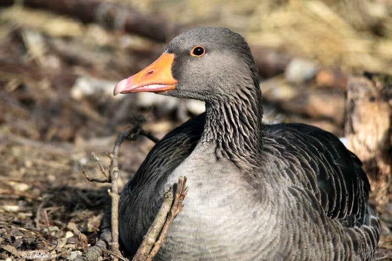 Europäische Graugans | Wildpark Potzberg, Föckelberg | 03.03.2021