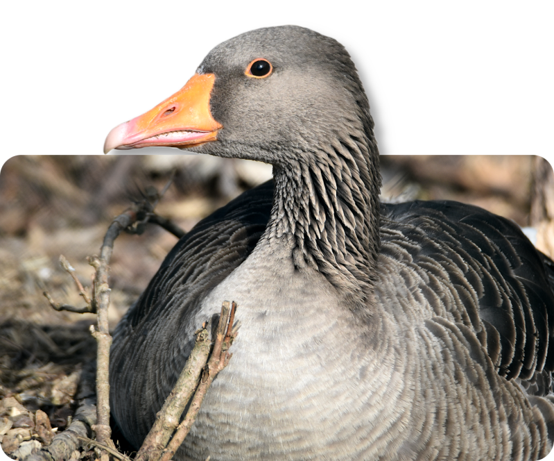 Europäische Graugans