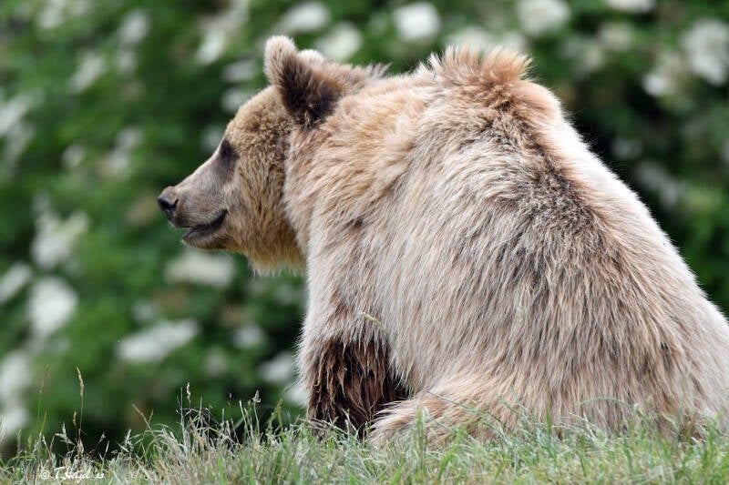 Europäischer Braunbär | ZOOM-Erlebniswels Gelsenkirchen | 05.06.2022