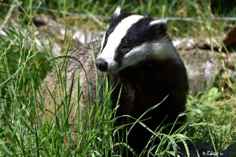 Europäischer Dachs | Otterzentrum Hankensbüttel | 10.06.2023