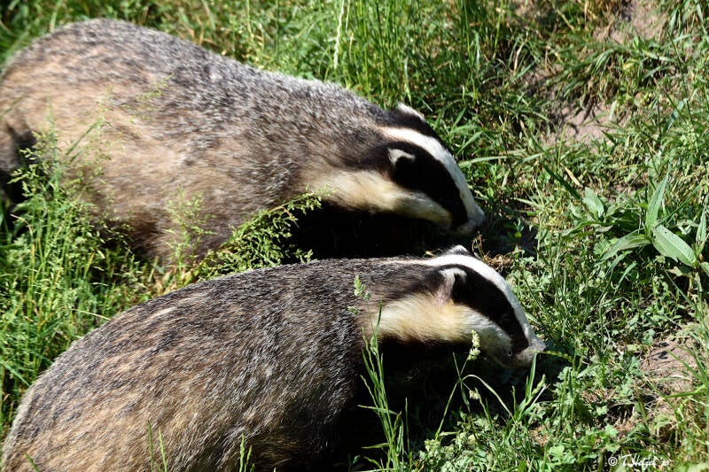 Europäischer Dachs | Otterzentrum Hankensbüttel | 10.06.2023