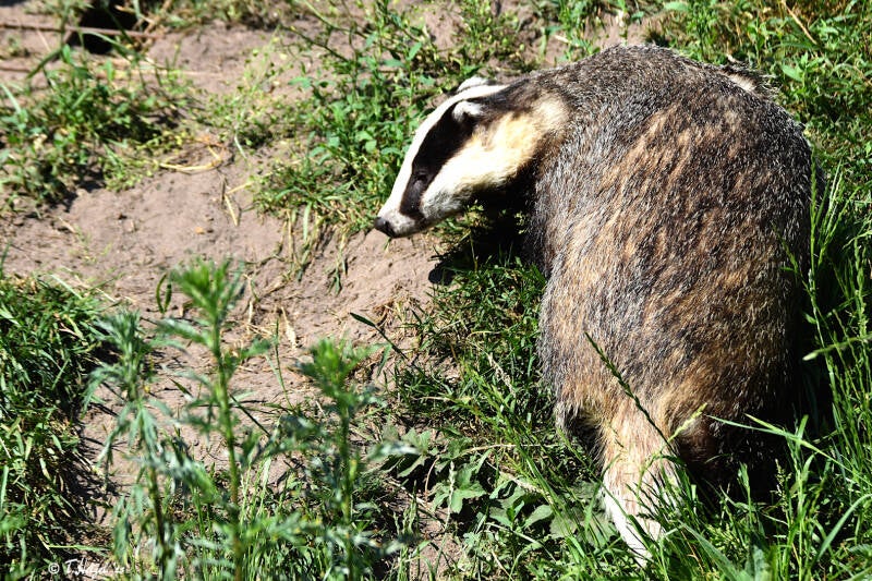 Europäischer Dachs | Otterzentrum Hankensbüttel | 10.06.2023