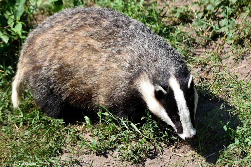 Europäischer Dachs | Otterzentrum Hankensbüttel | 10.06.2023