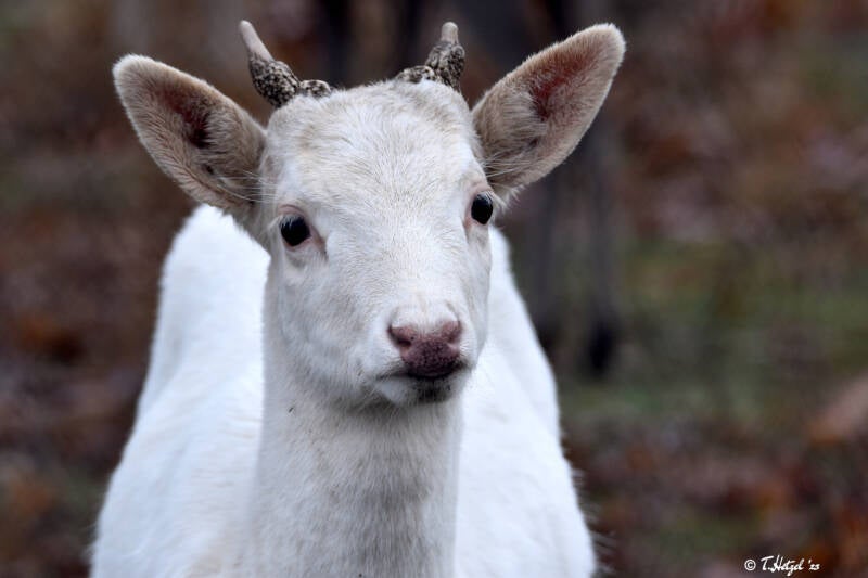 Europäischer Damhirsch