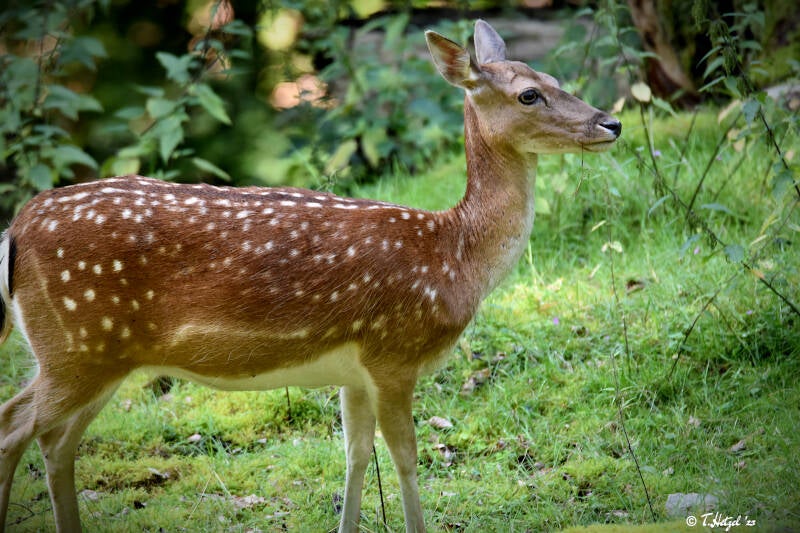 Europäischer Damhirsch