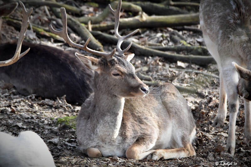 Europäischer Damhirsch