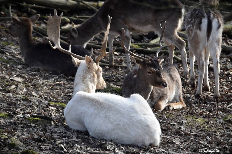 Weißer Europäischer Damhirsch