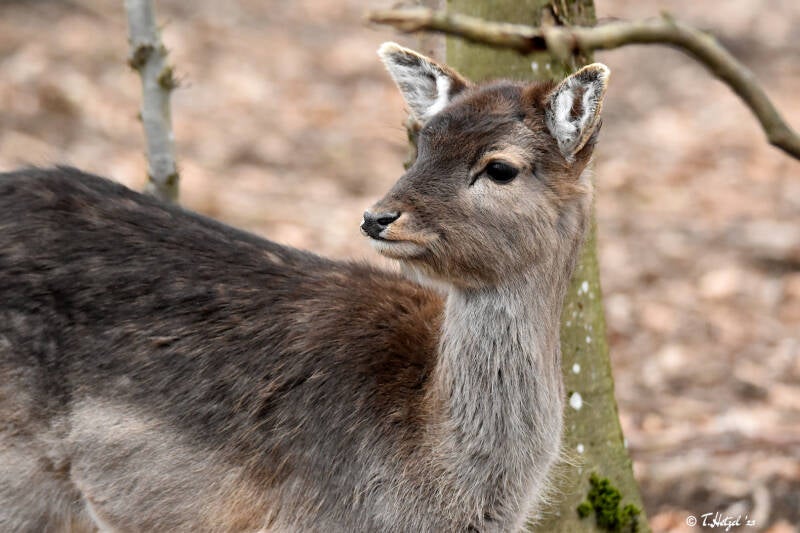 Europäischer Damhirsch