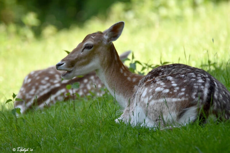 Europäischer Damhirsch
