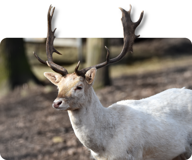 Weißer Europäischer Damhirsch