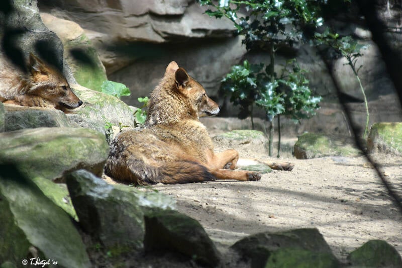 Europäischer Goldschakal | Burgers Zoo, Arnhem | 07.07.2021