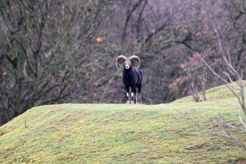 Europäischer Mufflon