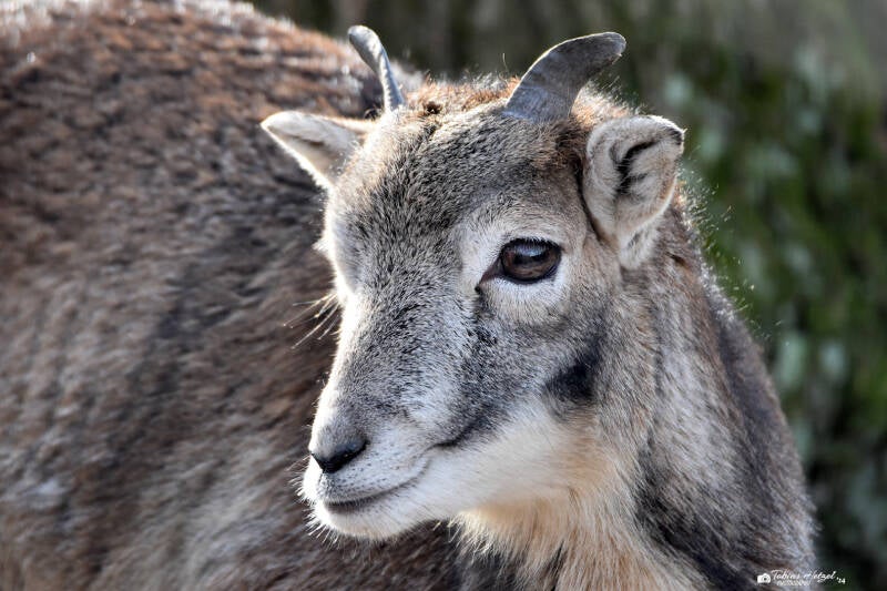Europäischer Mufflon | Tierpark Fauna, Solingen-Gräfrath | 13.02.2022