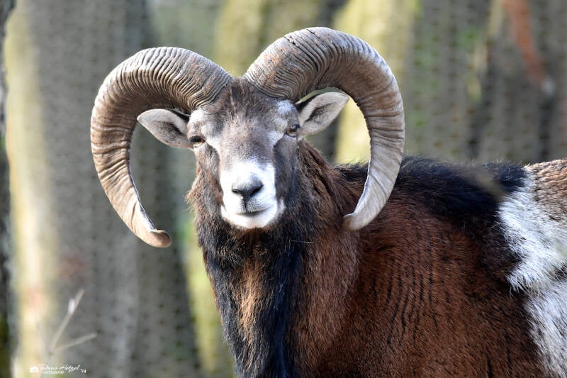 Europäischer Mufflon | Tierpark Fauna, Solingen-Gräfrath | 13.02.2022