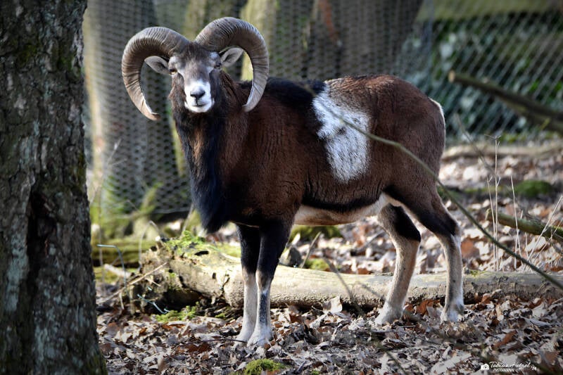 Europäischer Mufflon | Tierpark Fauna, Solingen-Gräfrath | 13.02.2022