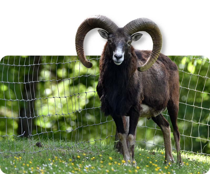 Europäischer Mufflon