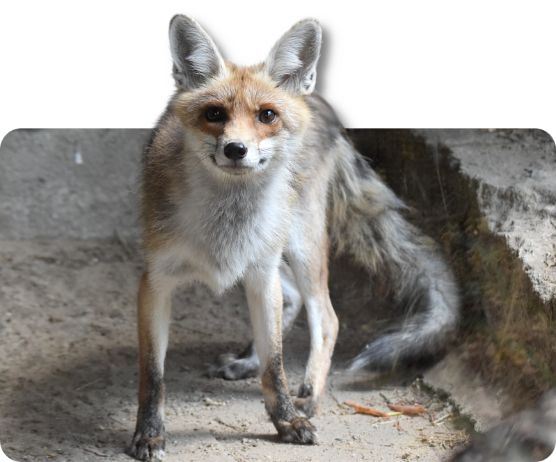 Europäischer Rotfuchs