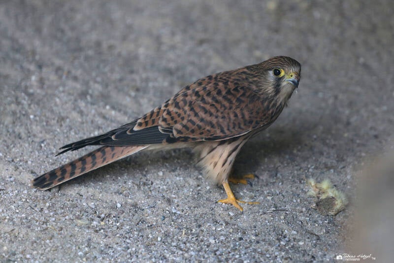 Europäischer Turmfalke | Bayerwald-Tierpark Lohberg | 16.08.2018