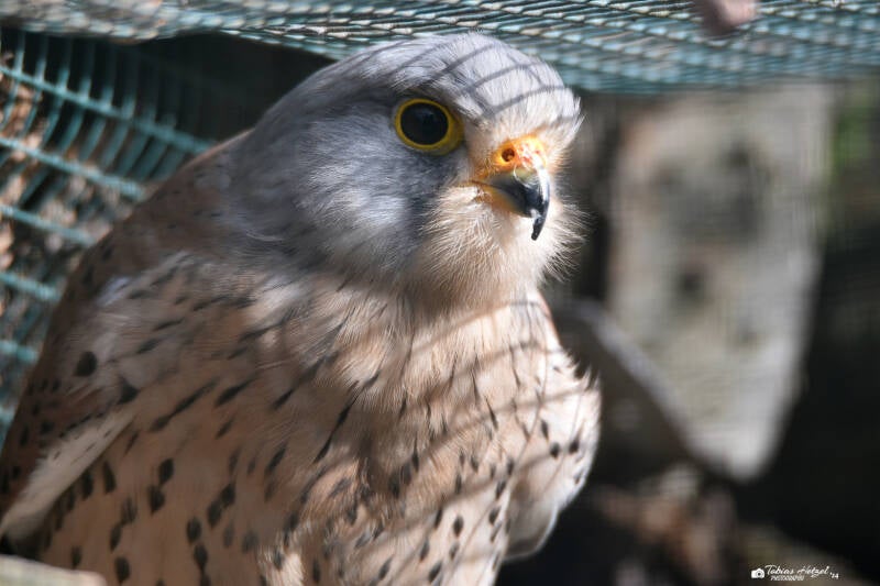 Europäischer Turmfalke | Wildpark Potzberg, Föckelberg | 03.03.2021