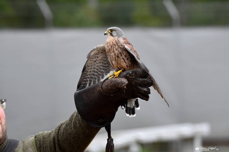 Europäischer Turmfalke | Zoo Plzen | 17.09.2022