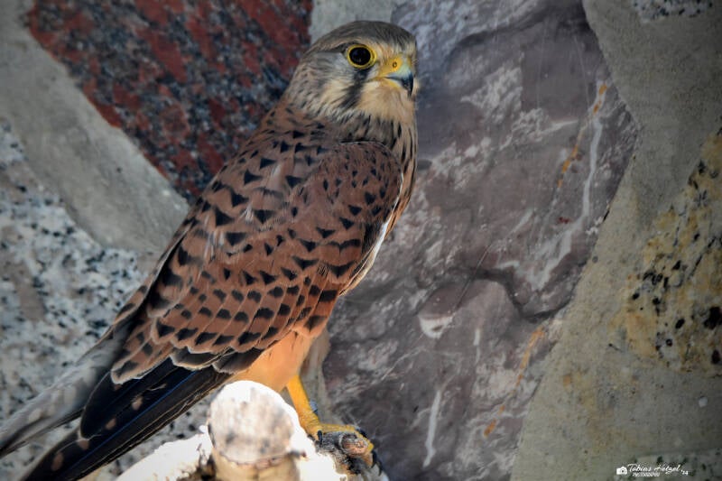 Europäischer Turmfalke | Vogelpark Bobenheim-Roxheim | 18.06.2023