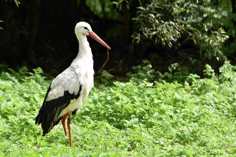 Europäischer Weißstorch