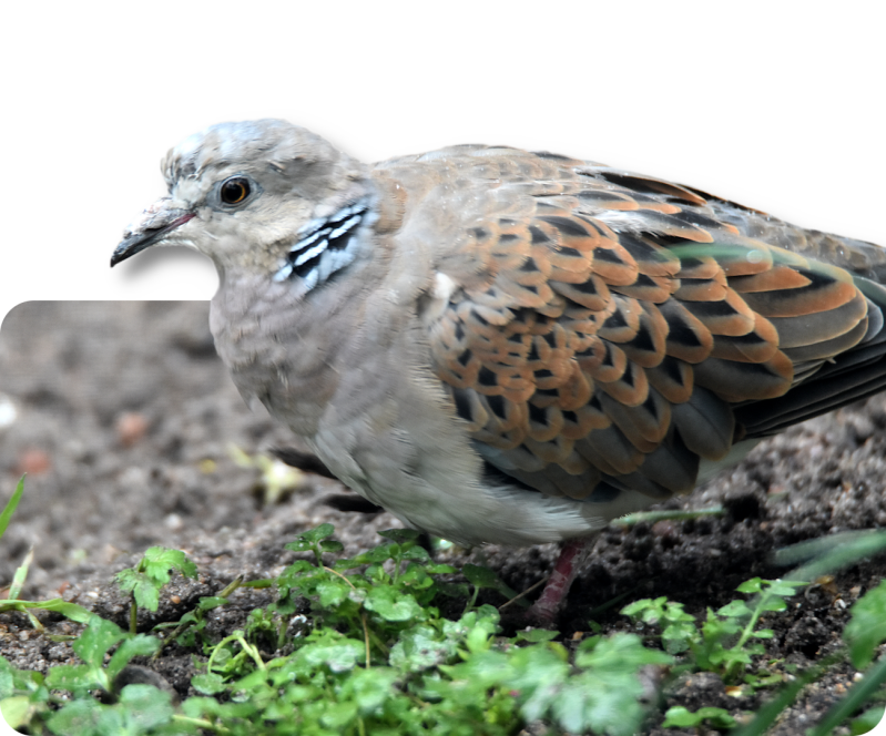 Europäische Turteltaube