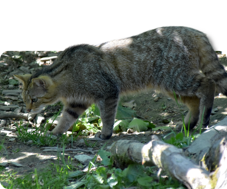 Europäische Wildkatze